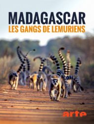 Madagascar : les gangs de lémuriens